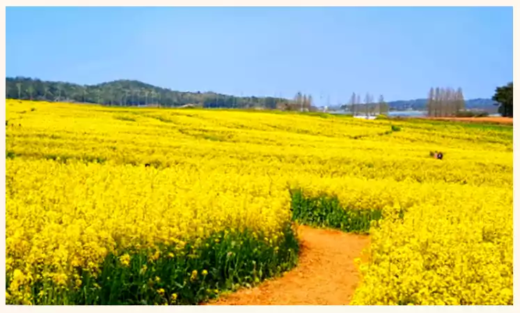When Life Gives You Tangerines flower1